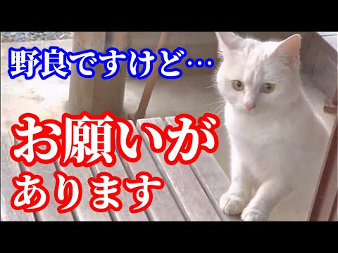 何かお願い事がありそうな野良猫がやって来ました