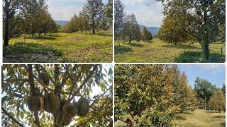 💥ขายที่สวนทุเรียนแปลงเล็ก💥1ไร่ 20 ตรว.โฉนดครุฑแดง⭐ขายยกแปลง 1,100,000 บาทจันทบุรี