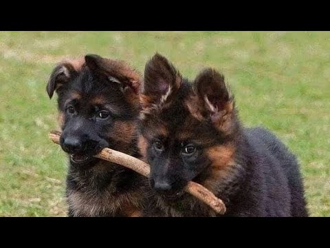 🏆ЩЕНЯЧИЙ БАТАЛЬОН German Shepherd puppies  Немецкая овчарка Одесса