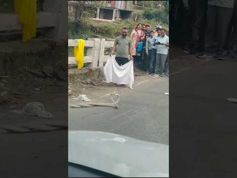 नाग नागिन अद्भुत दृश्य #sawan #shiv #bholenath #shorts #video