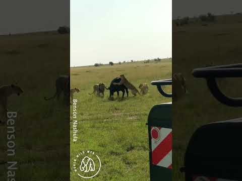 Lion Jumps on to Buffalo Mum's Back 🦁🦁 World Wild Web #wildlife #lion #shorts