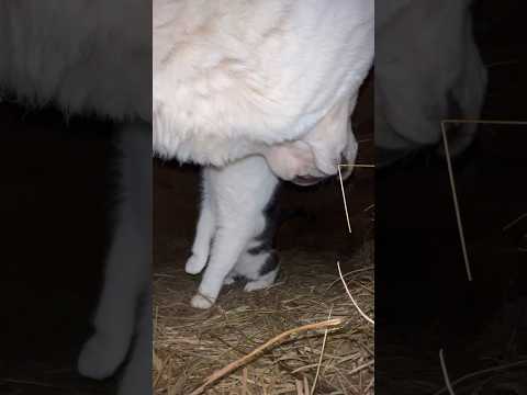 РАЗОБЛАЧЕНИЕ КОТА, поставила камеру в будку, и вот, что из этого вышло... #алабай #cats