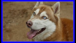 Siberian Husky Puppy Rescue Videos Kansas City Comic Con