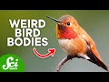 Hummingbird Facts and Trivia