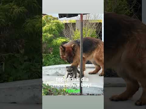 Membawa teman #medankali #dimedanaja #anjing
