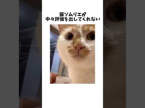 猫ソムリエ、無言の圧