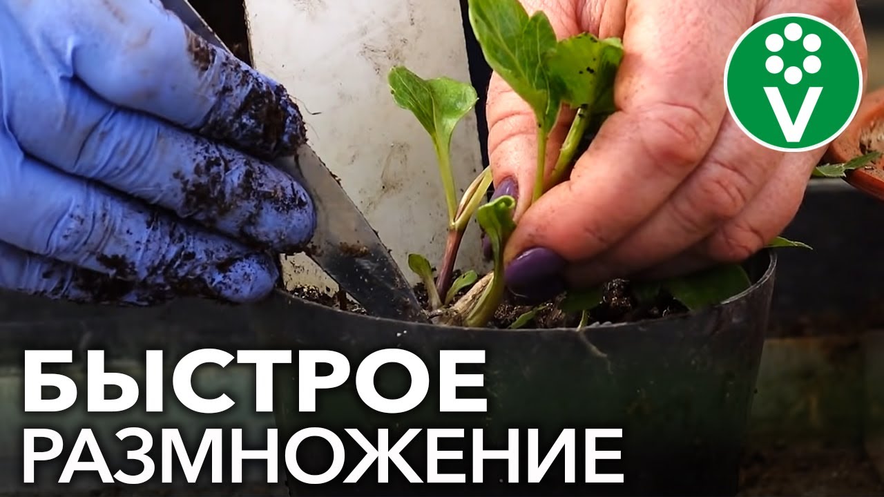 Как оживить георгины? Проращивание и черенкование георгинов весной