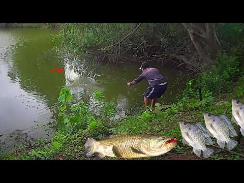 MONSTRO DE 4 KILOS ATACA! E A Verdadeira CEVA Para TILÁPIA SELVAGEM Pesca de Traira  Ceva de TILÁPIA