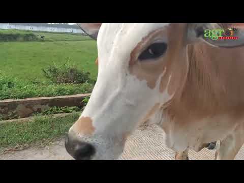 SAPI KURBAN
