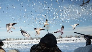 144 BIRDS A VERY RARE GOOSE PLUS A BAND INSIDE CITY LIMITS!!