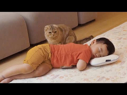 고양이들과 아기집사와 같이 잤을 때 고양이들 반응은?