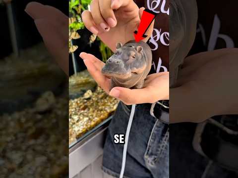 "¡Este Juguete Sorprende a los Peces! 🐟😱 Diversión en el Acuario"