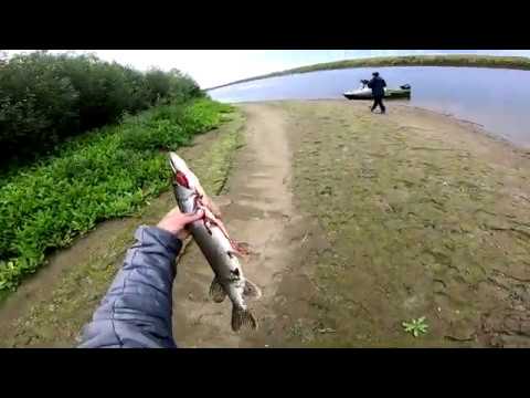 Рыбалка. Попали на трофейную ЩУКУ-)