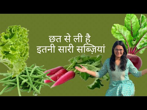 Harvesting winter vegetables | छत से इतनी सब्ज़िया