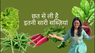 Harvesting winter vegetables | छत से इतनी सब्ज़िया