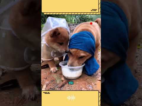 Chú Chó lớn tranh sữa với Chó nhỏ trong 1 ngày mưa gió