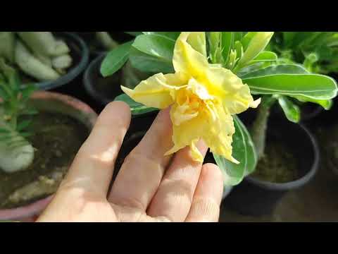 Q&A  about adenium or dezart rose plants. All about titanium plants