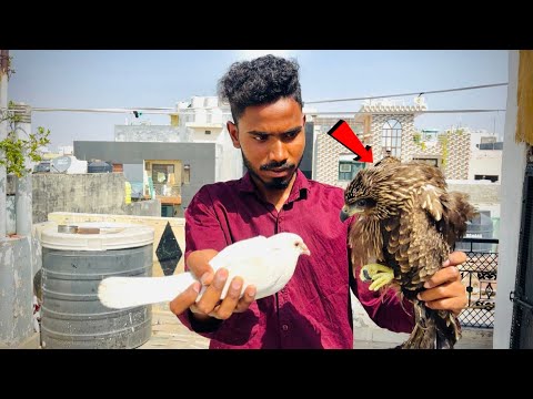 Eagle 🦅 attack on me 😱