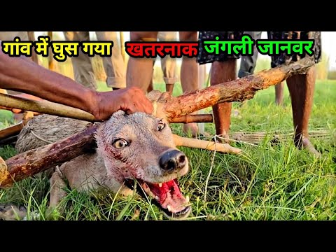 गाँव में घुस गया ख़तरनाक जंगली जानवर 😧| A dangerous wild animal entered the village |#jsdfamliyvlogs