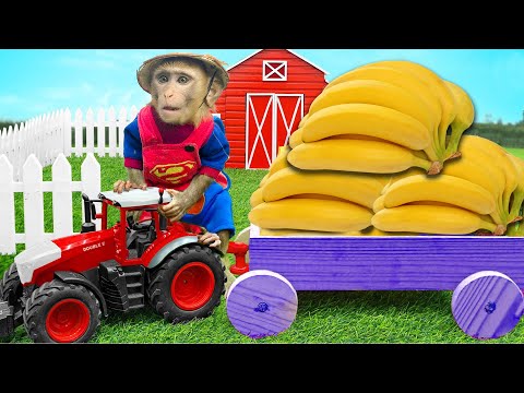 Little Monkey BoBo and puppy goes Catch Cute Chicks Funniest drives truk banana!