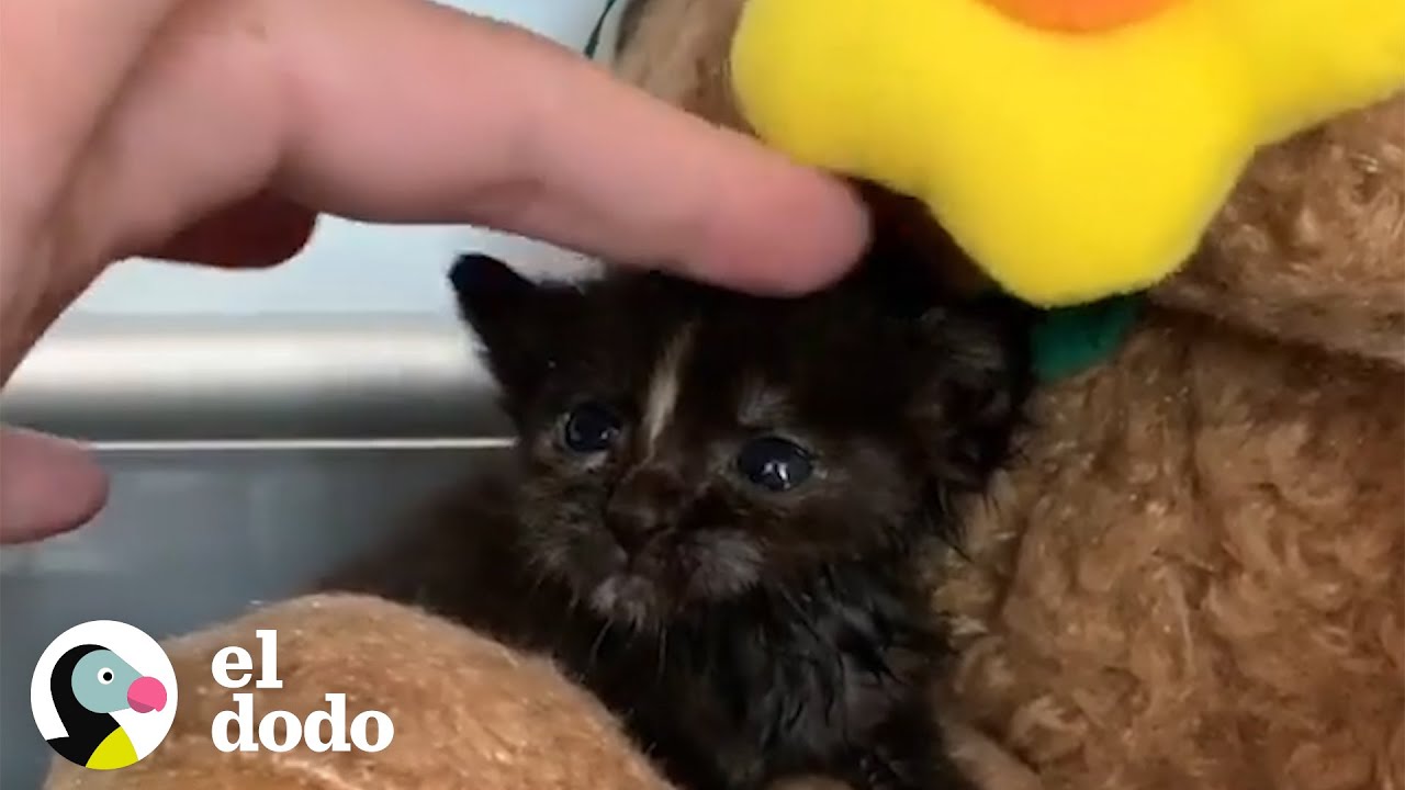 Pareja que iba a una cita terminan rescatando un gatito