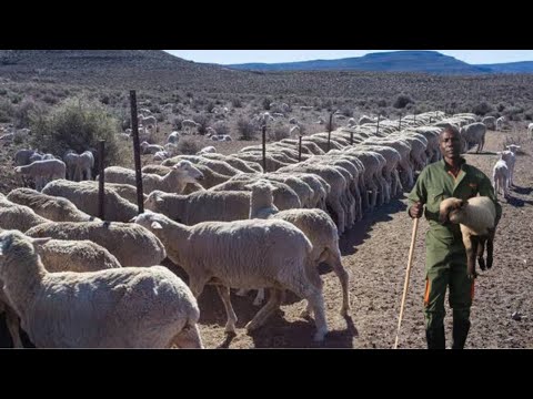 How He Makes Profit Keeping the BIGGEST! Sheep : Hampshire-Down