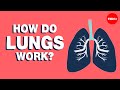 Exploring the Mechanics of Lung Function
