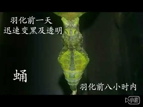 2017 08 18 玉带凤蝶化蛹及羽化 - YouTube