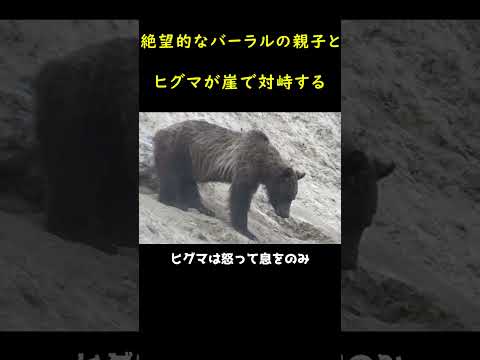 バーラルの母子VSヒグマ❗❗❗