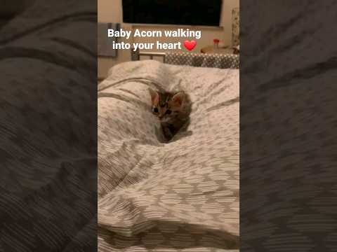 Kitten kicks like a dog!! 😻🐈🥺😍 #shorts #cat #cute #funny #adorable