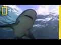 Mangrove Swamp Shark Encounters
