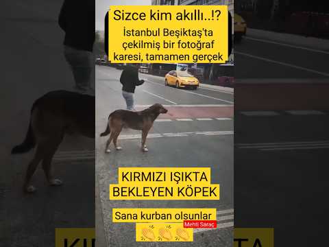 🛑 KIRMIZI Işıkta bekleyen KÖPEK 👍 2 Ayaklılardan daha akıllı👏 #köpek #kırmızı #ışık