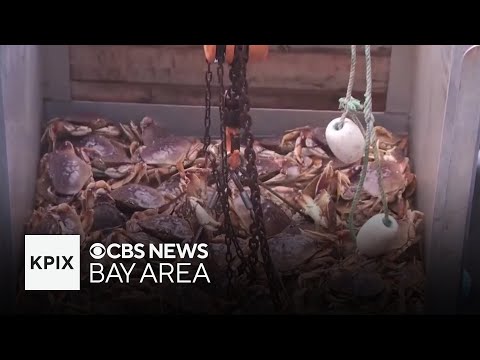 YouTube video thumbnail: Delay in California's Commercial Dungeness Crab Fishing Season Impacts Bay Area Businesses