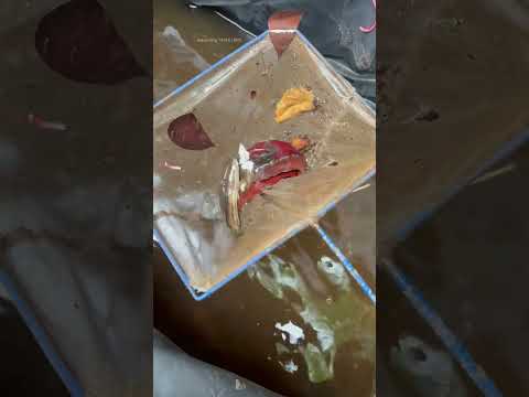നീല പാമ്പ് തലയന്മാരെല്ലാം ചത്തു പോയി...🥺 | malabar snake head fish dead | blue snake head