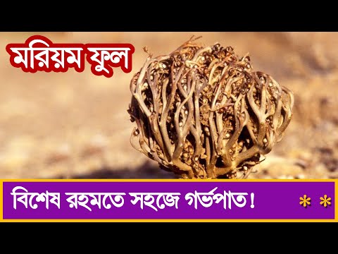 মরিয়ম ফুল । এর আশ্চর্য উপকারিতা সম্পর্কে আপনি জানেন কি? mayajaal | মায়াজাল | BD Documentary