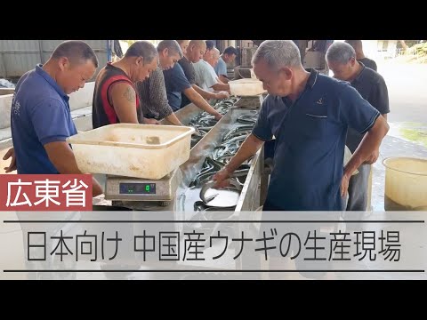 中国のウナギ養殖・加工現場はいま　日本向けの出荷盛ん