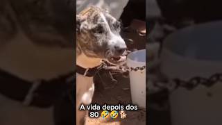 depois dos 80🤣 #humorbrasil #memes #shortsviral #cachorrosdivertidos