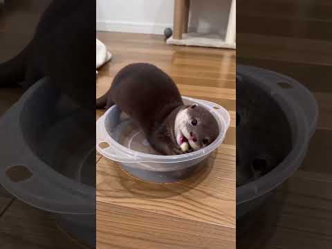 Baby Otter