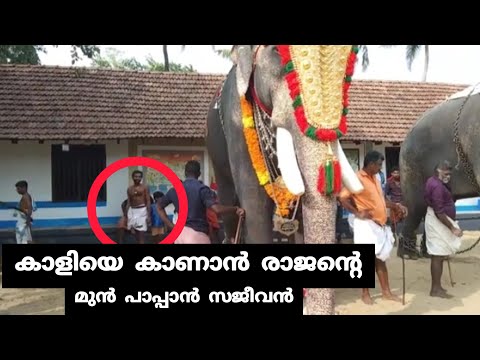 കാളിയെ കാണാൻ രാജന്റെ മുൻ പാപ്പാൻ | Chirakkal Kalidasan