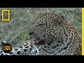 Wildlife Behavior and Ecosystem Interactions