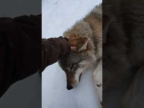 Just me, petting a wolf 😁🐺❤