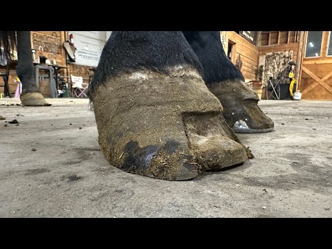 BLUE ROAN STALLION gets LAMINITIS HOOF TREATMENT