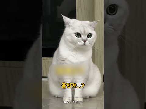 움직이는 응가보고 패닉 온 고양이