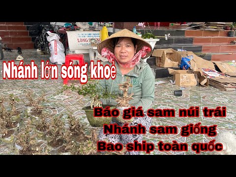 sam núi , báo giá phôi bonsai , nhánh sam giống | 0333821029 Chị Nhiên Chủ vườn