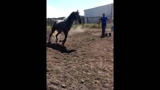 Teaching Gunnar to jump (FAIL)