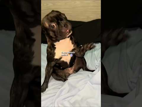 Dogs can dance.#dogs #dogshorts #short #shortsfeed #viralshorts