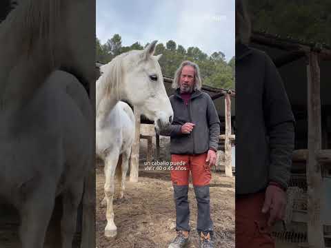 Esperanza de vida de los caballos. 🤠