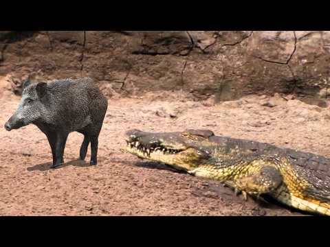 CROCODILO GIGANTE ATACA JAVALI E VEJA O QUE ACONTECEU