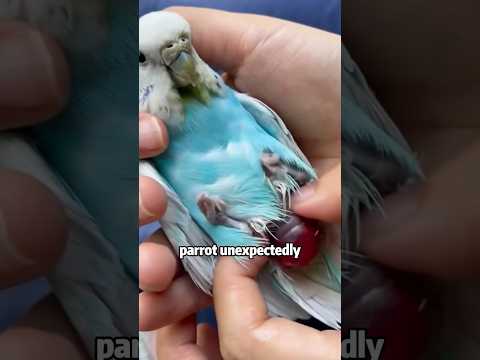 “Male parrot “that can lay eggs #shortvideo #animals #cuteanimals #pets #parrot #sad