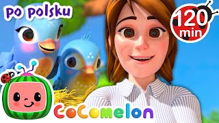 Malutki pisklaczek | CoComelon po polsku 🍉🎶 Piosenki dla dzieci